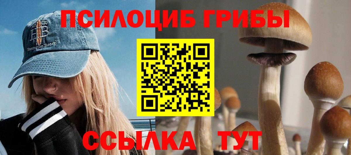 Псилоцибиновые грибы Psilocybe Гусев