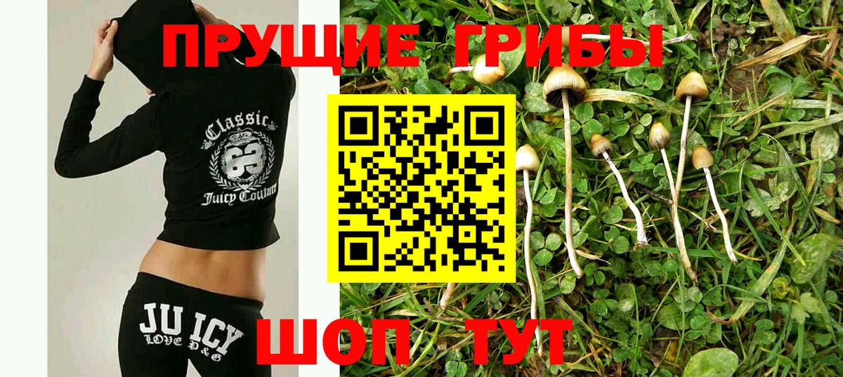 Галлюциногенные грибы Psilocybe  Гусев 